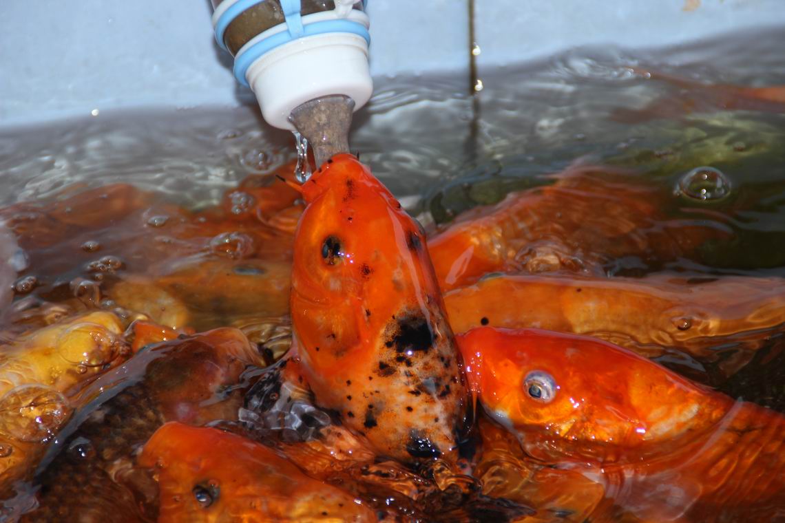 ������С IMG_1203.JPG