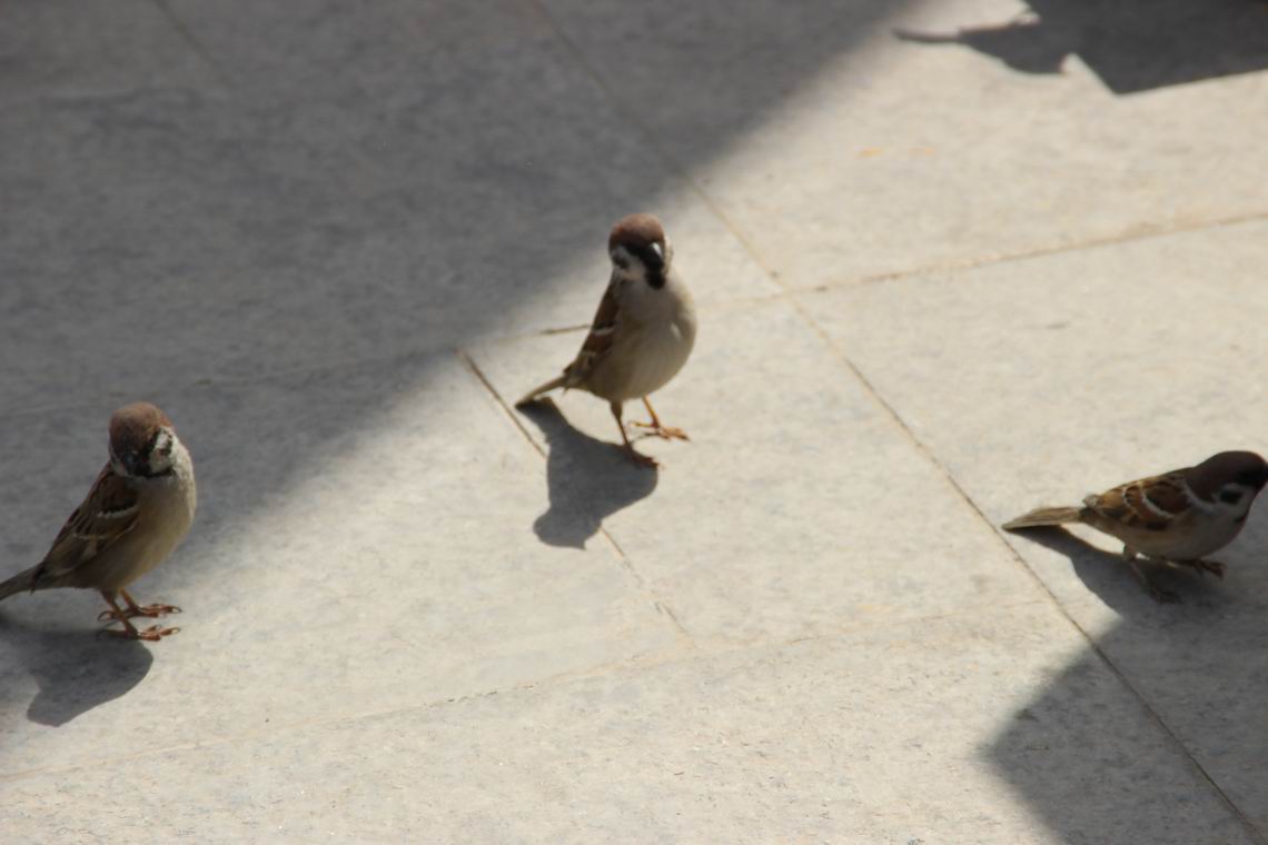 ������С IMG_1254.JPG