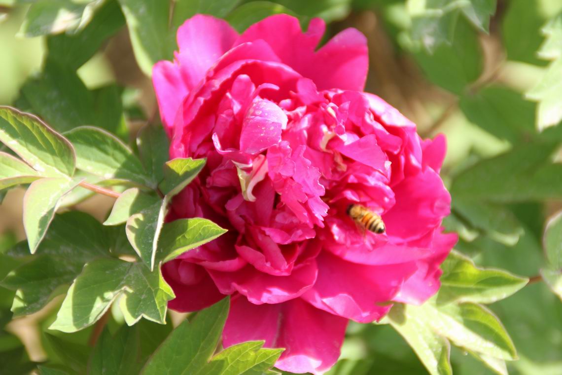 ������С IMG_1263.JPG