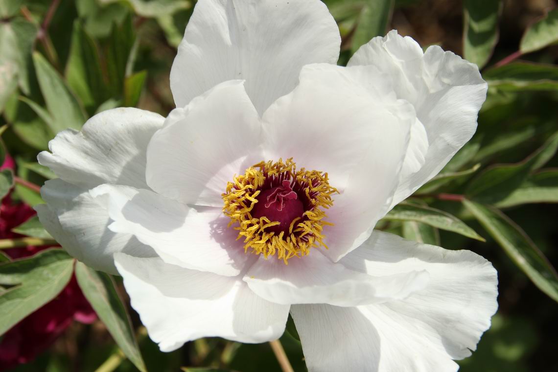 ������С IMG_1264.JPG