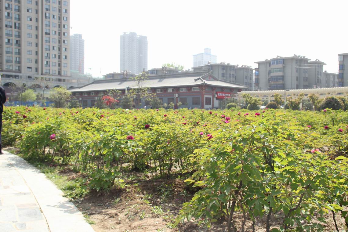 ������С IMG_1267.JPG