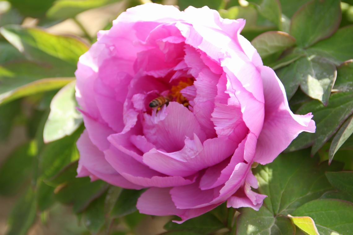 ������С IMG_1269.JPG