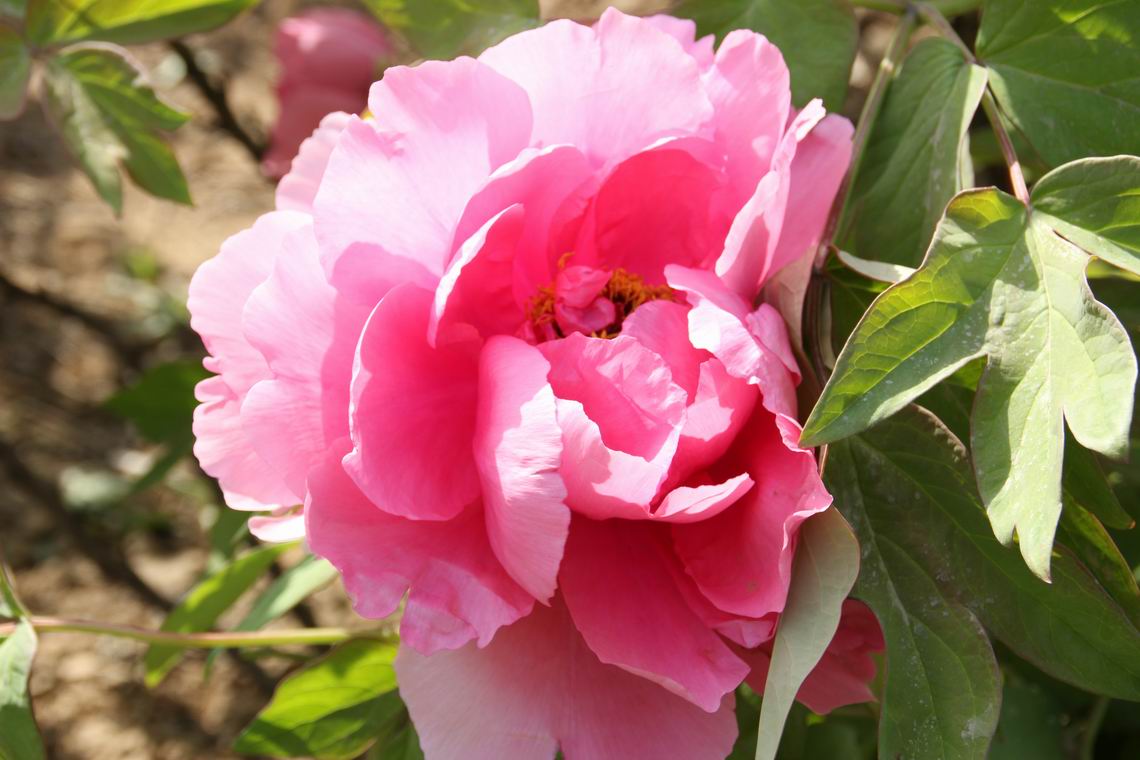 ������С IMG_1270.JPG