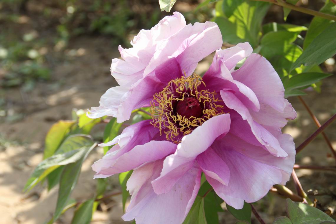 ������С IMG_1271.JPG