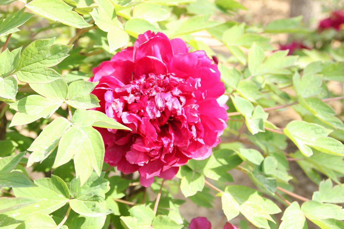 ������С IMG_1280.JPG