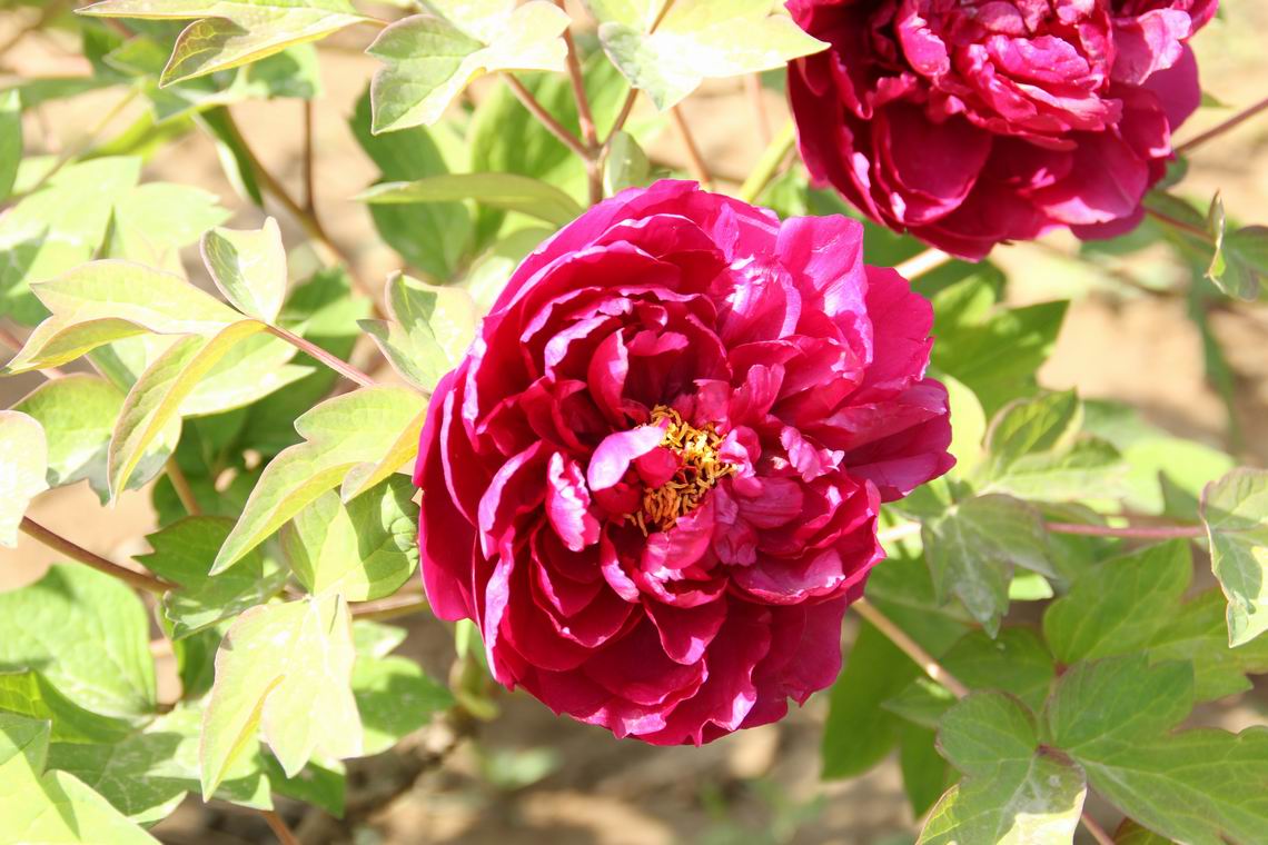 ������С IMG_1286.JPG