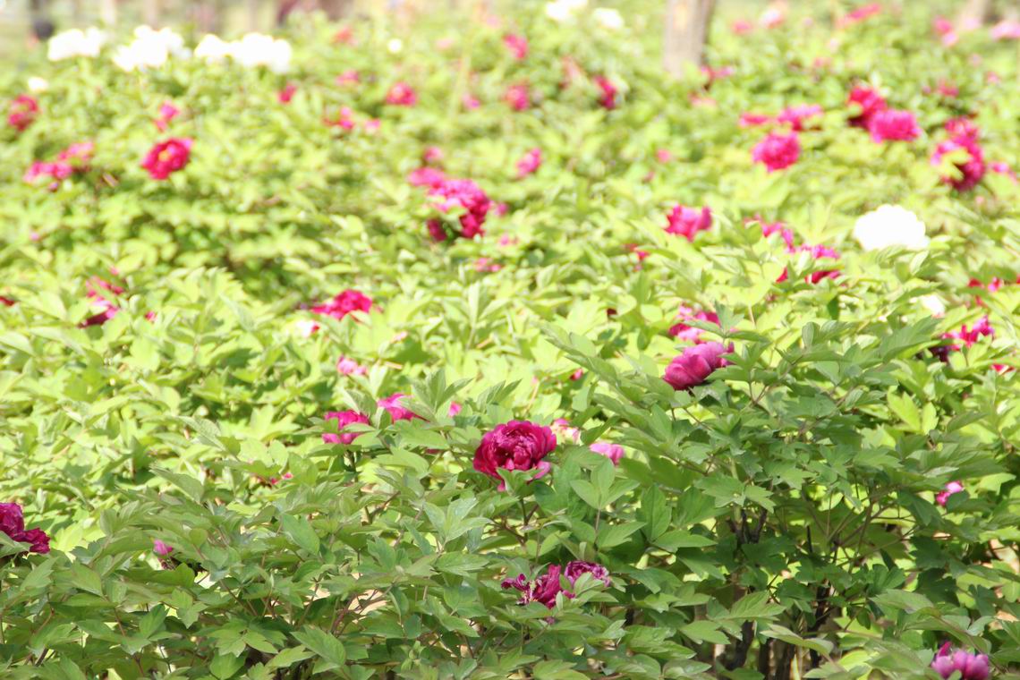 ������С IMG_1291.JPG