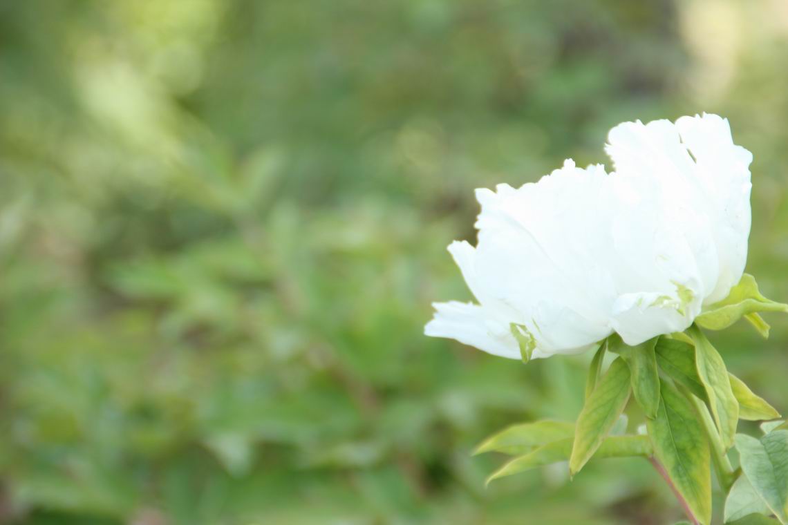 ������С IMG_1293.JPG