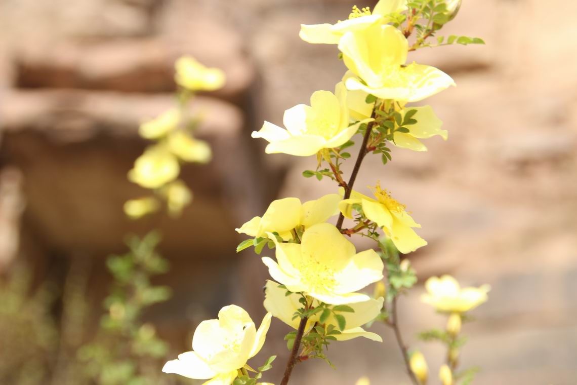 ������С IMG_1369.JPG