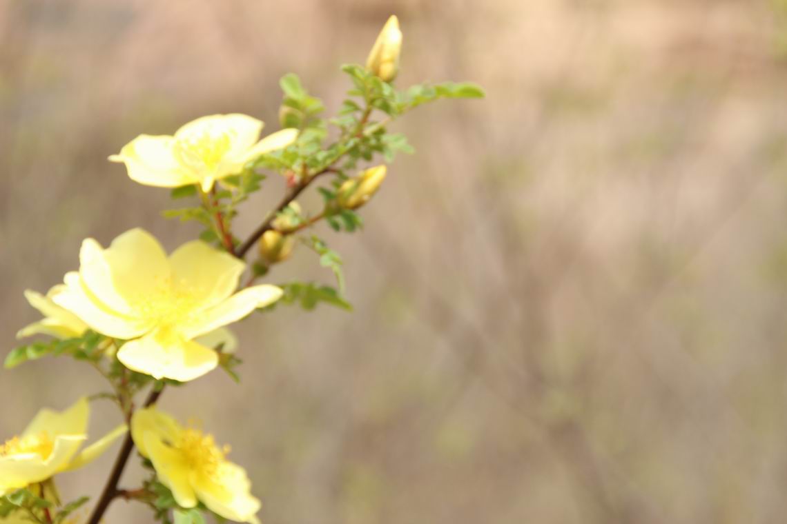 ������С IMG_1370.JPG