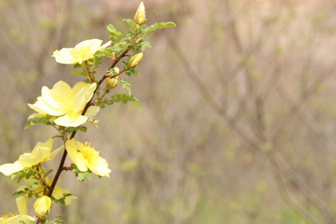 ������С IMG_1371.JPG