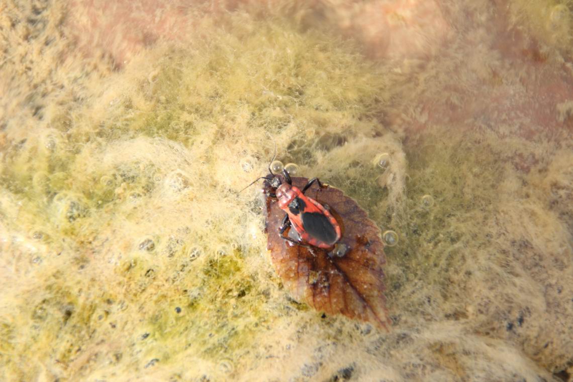 ������С IMG_1379.JPG