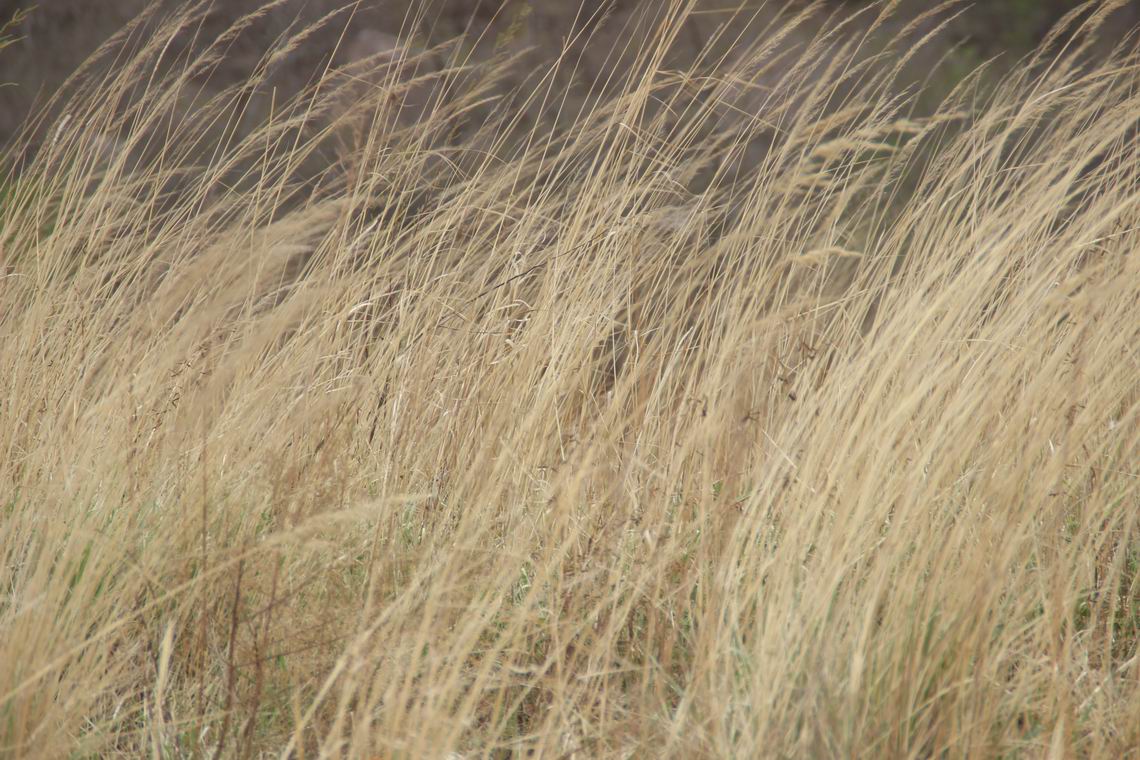 ������С IMG_1407.JPG