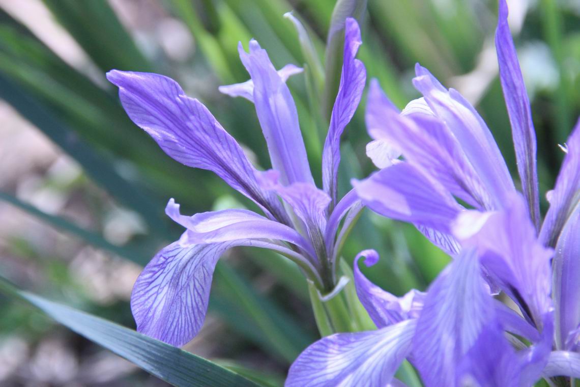 ������С IMG_1608.JPG