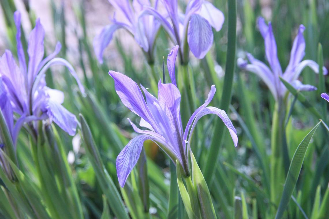 ������С IMG_1609.JPG