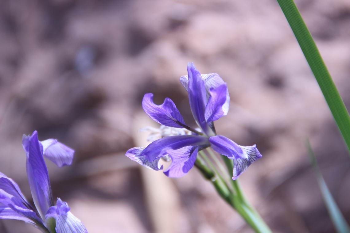 ������С IMG_1648.JPG