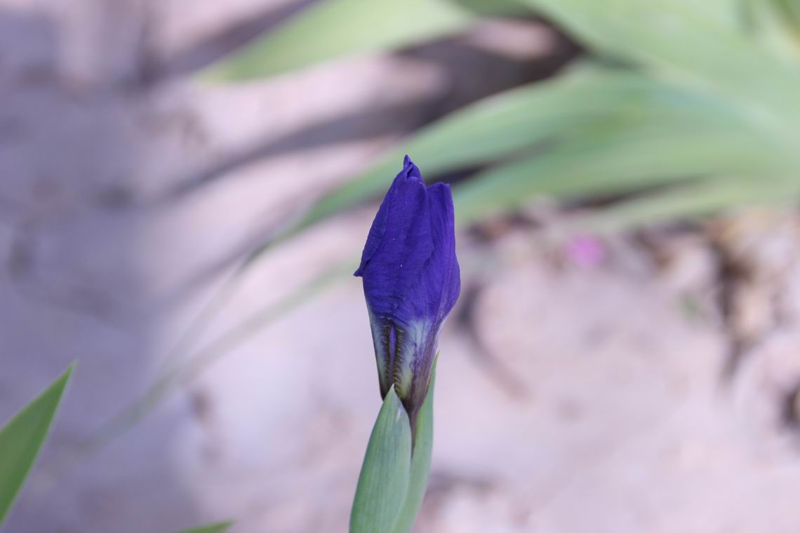 ������С IMG_1654.JPG