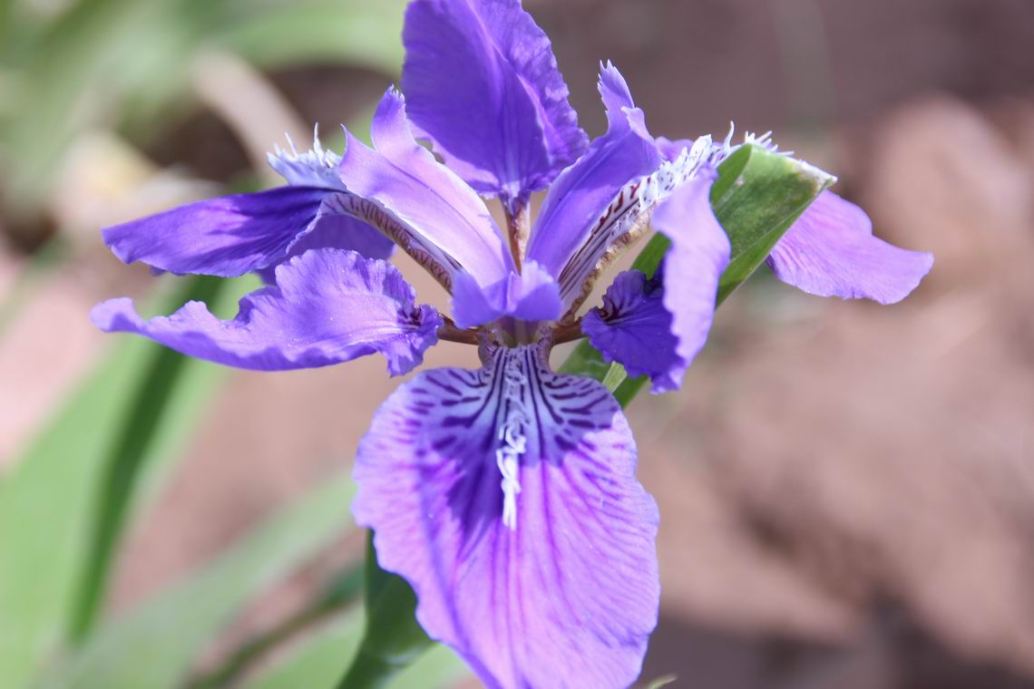 ������С IMG_1656.JPG