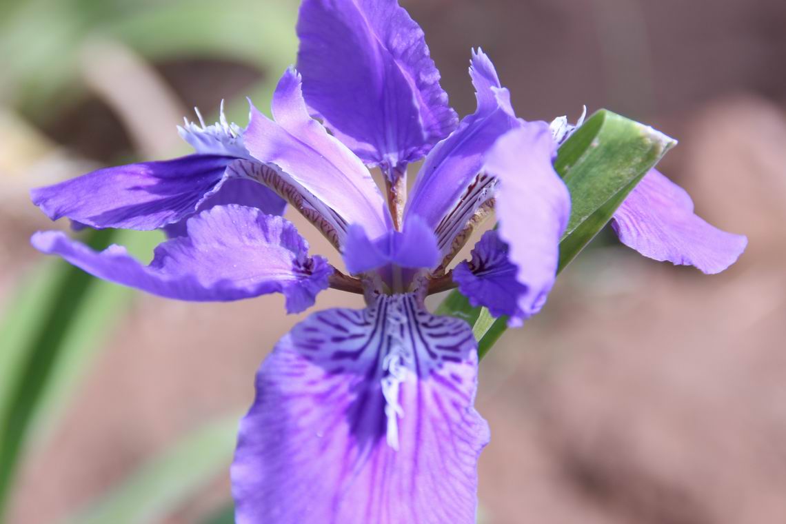 ������С IMG_1657.JPG