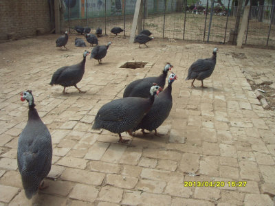 �ȿ���СС����