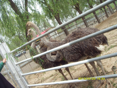 ����ϲ������Ҷ