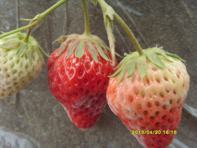 ��˵��ţ�̲�ݮ