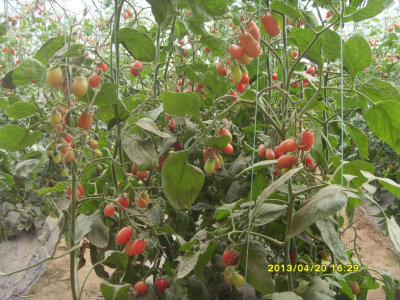 СС������