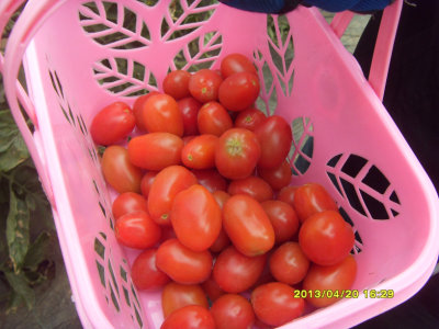 ժ������СС����