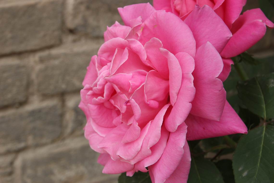 ������С IMG_2252.JPG