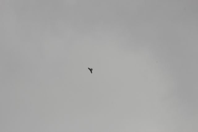 ������С IMG_2507.JPG