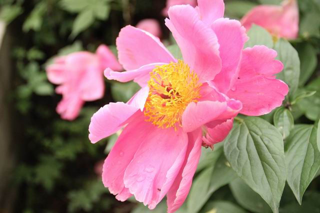 ������С IMG_2570.JPG