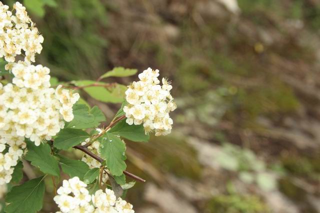 ������С IMG_2543.JPG