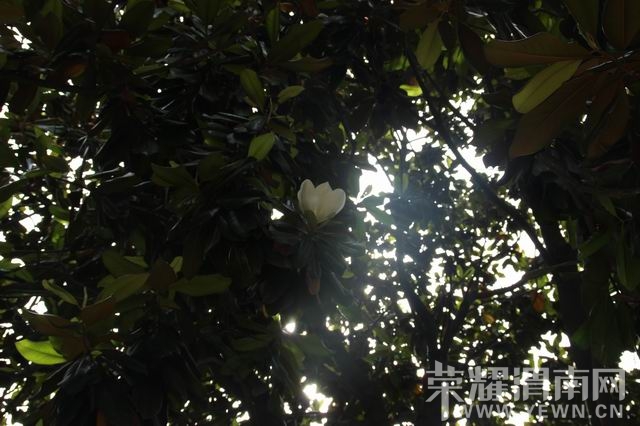 ������С IMG_2920.JPG