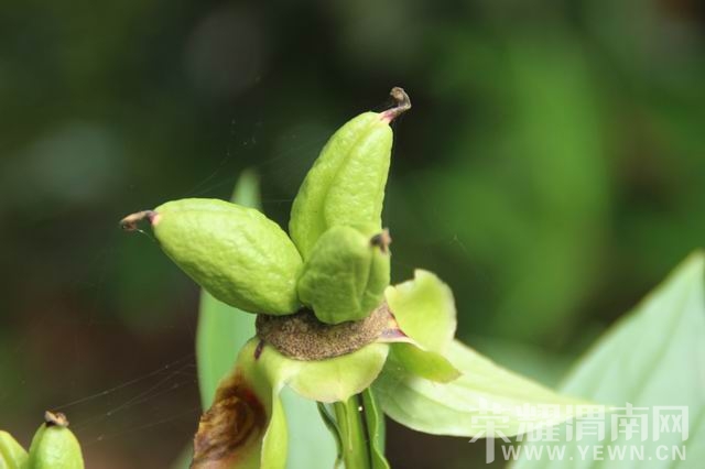 ������С IMG_2949.JPG