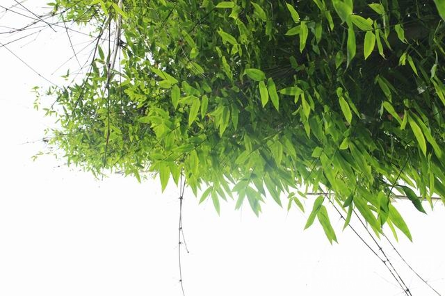 ������С IMG_2953.JPG