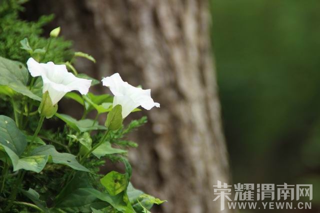 ������С IMG_2966.JPG