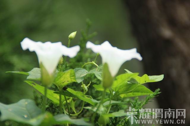 ������С IMG_2965.JPG