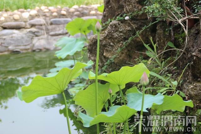 ������С IMG_2973.JPG