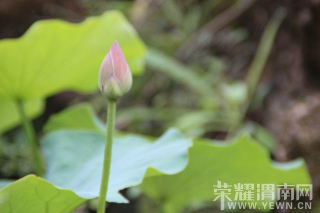 ������С IMG_2972.JPG