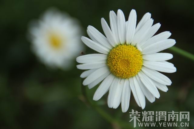 ������С IMG_3025.JPG