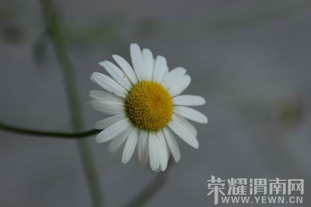 ������С IMG_3027.JPG