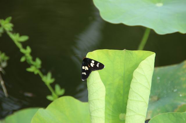 ������С IMG_2910.JPG