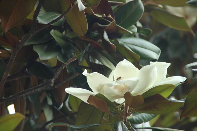 ������С IMG_2922.JPG