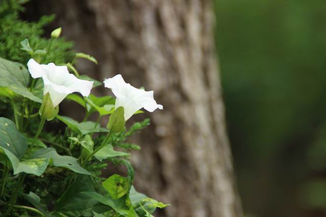 ������С IMG_2966.JPG