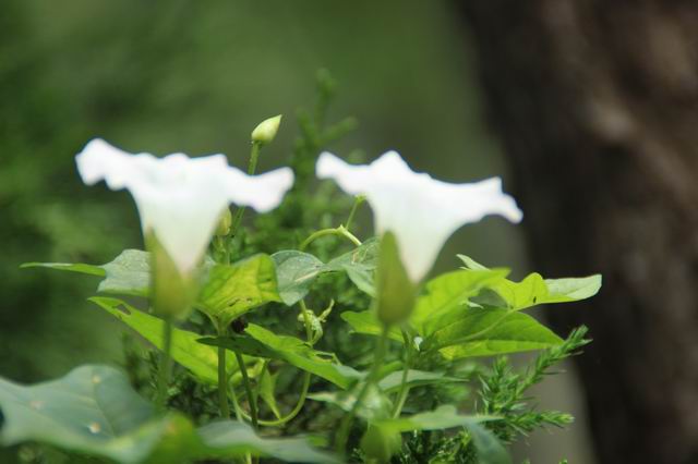 ������С IMG_2965.JPG