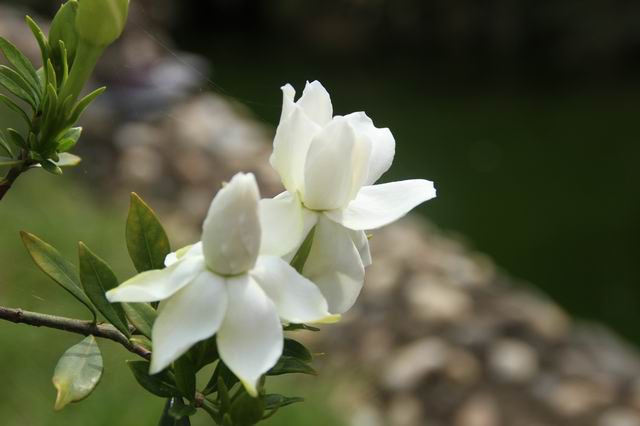 ������С IMG_2978.JPG