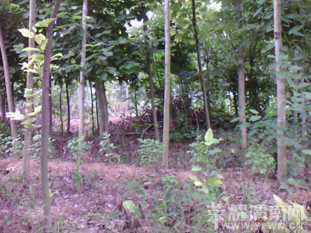 IMG_20130626_122849.jpg
