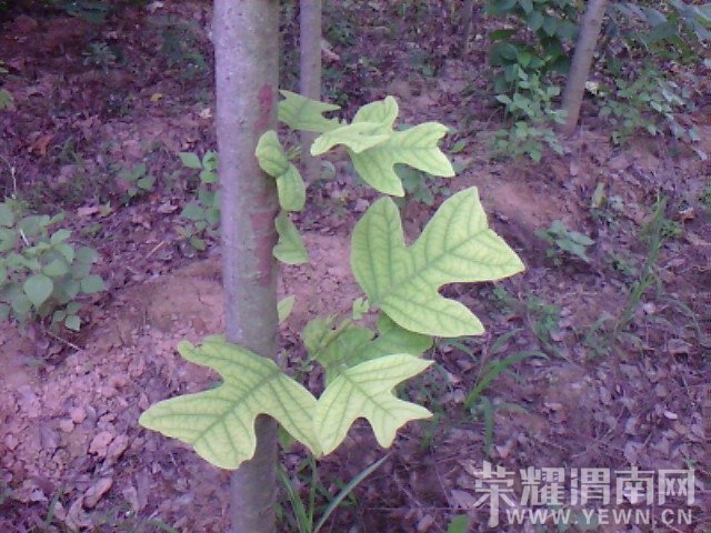 IMG_20130626_123243.jpg