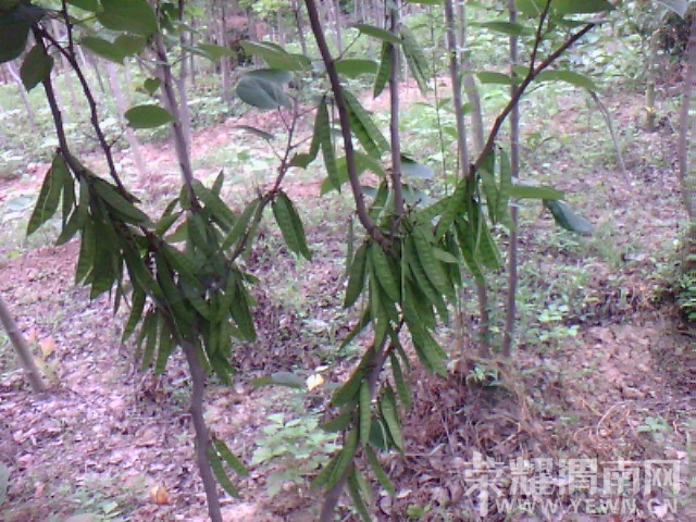 IMG_20130626_123309.jpg