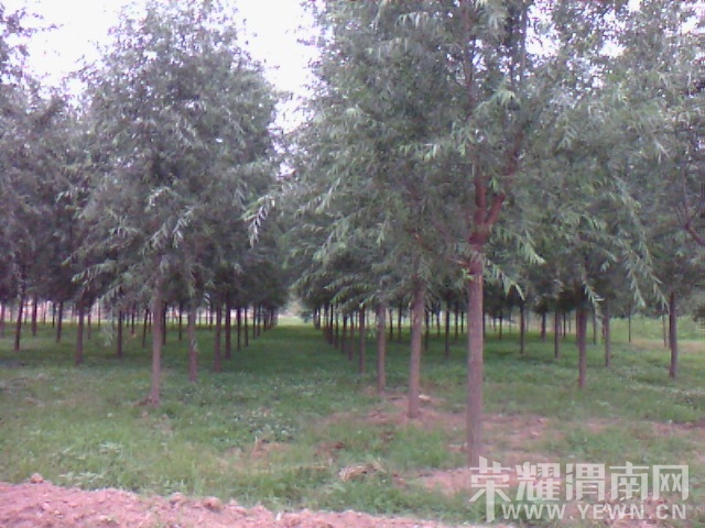 IMG_20130626_123707.jpg